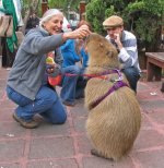 capybara_caplin_53.jpg