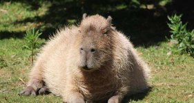 capybara_img_6938_small.jpg